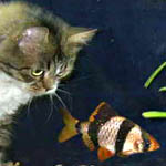 Рыбка и кошка