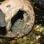 Чернополосая цихлазома (Cichlasoma nigrofasciatum), заботливый родитель