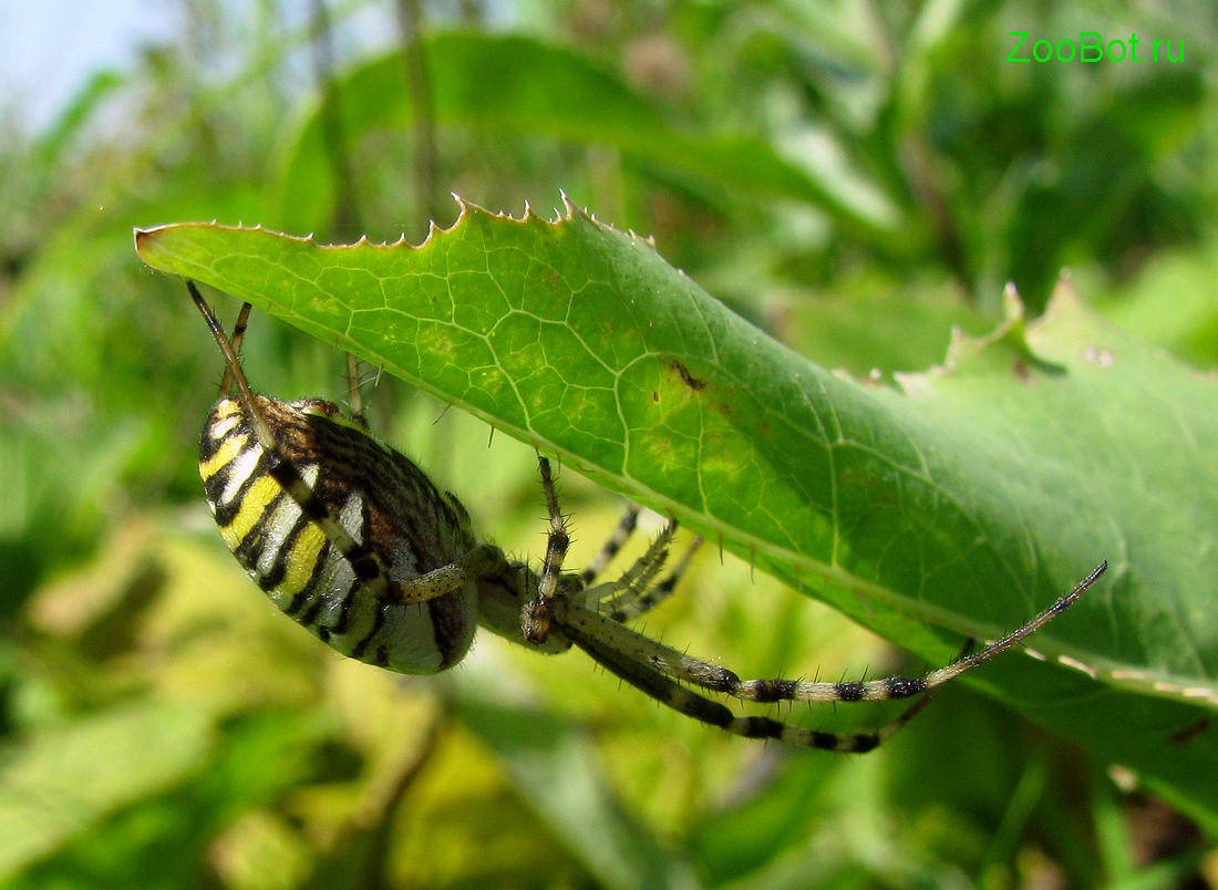 Аргиопа — черно-желтый полосатый паук