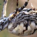 Аргиопа дольчатая (Argiope lobata) - крупным планом