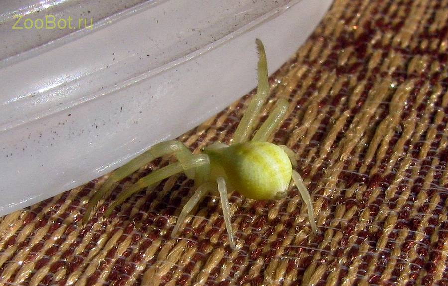 Цветочный желтый паук (Misumena vatia)