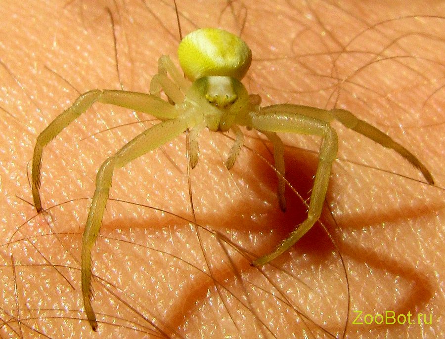 Цветочный желтый паук (Misumena vatia)