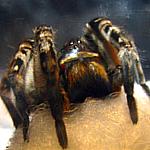 Южнорусский тарантул фото и описание