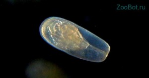 Личинка мшанки (Plumatella fungosa)