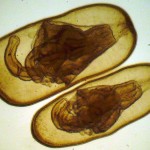 Личинки мшанки (Plumatella fungosa)