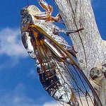 cicada-p